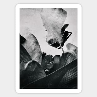 Palm Leaves in Black and White Sticker